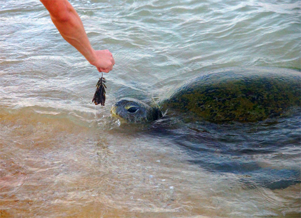Кормление черепах