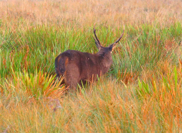 Олени на плато Хортон