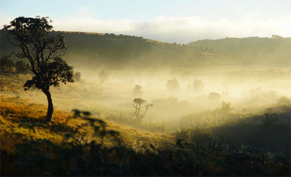 Утро на плато Хортон