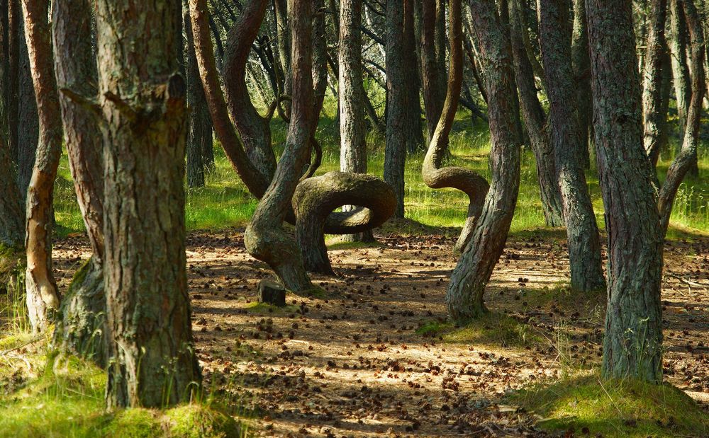 Танцующий лес