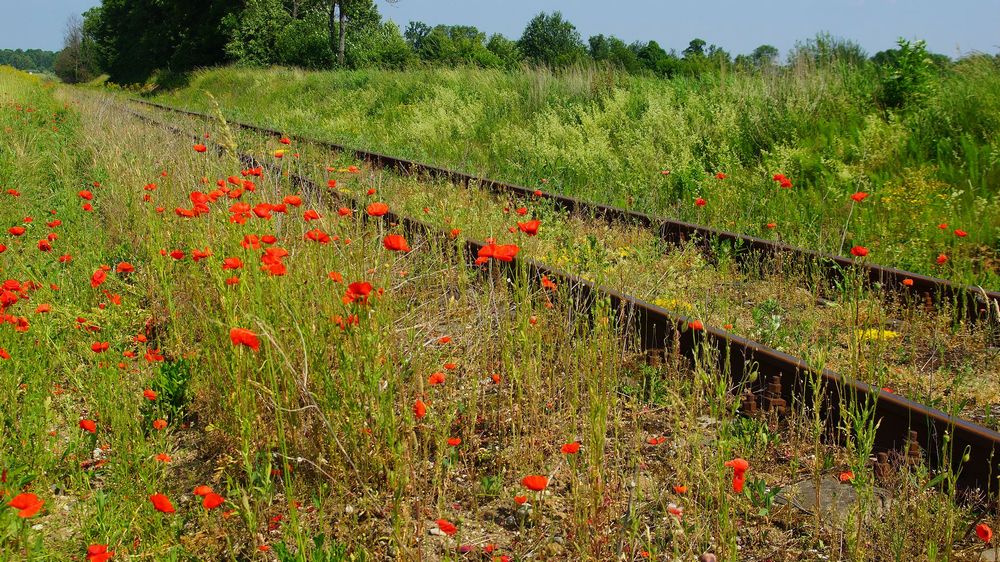 Железная дорога