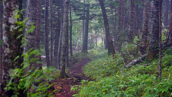 Старая японская тропа