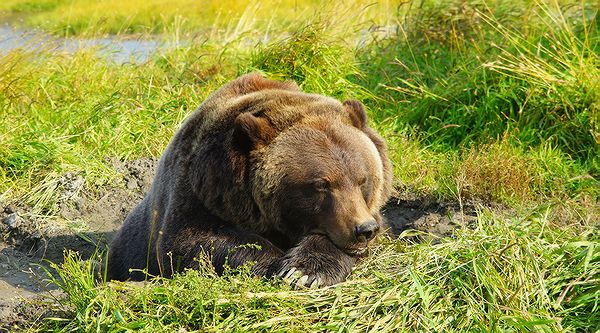 Гризли - самый опасный зверь нацпарка