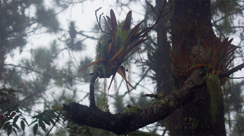 Джунгли в тумане