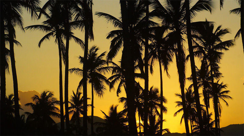 Вечер в тропиках