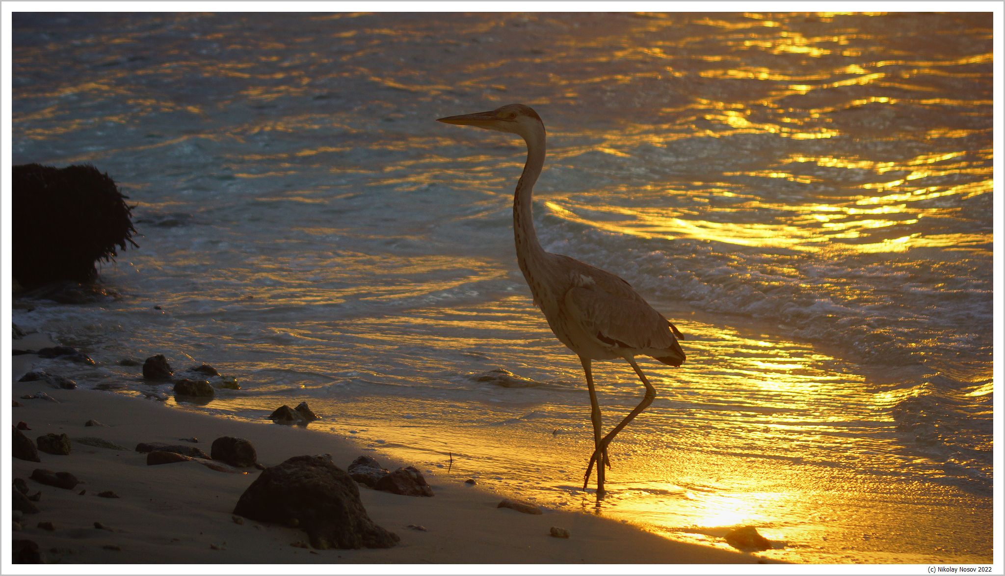 Серая цапля