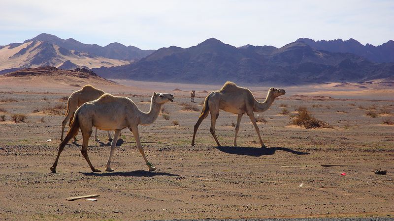 Верблюды у дороги