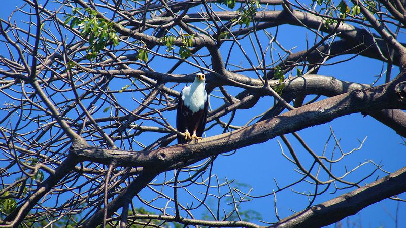 Fish Eagle высматривает на воде добычу
