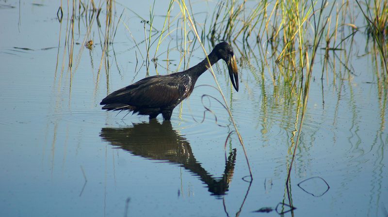 Аист-разиня