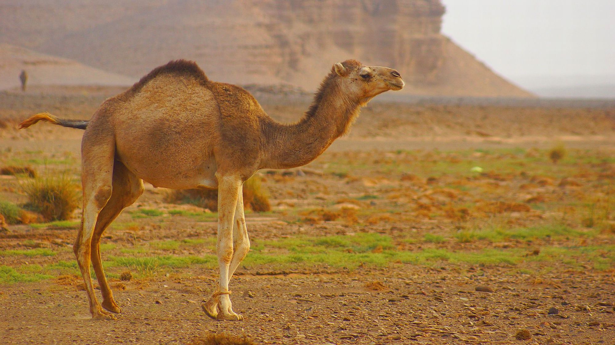 Связанный верблюд
