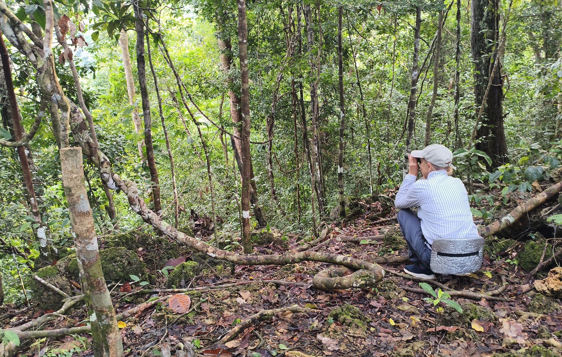 Ищем птиц в джунглях