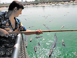 Крокодилы ловятся...